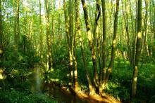 100 rezerwatów na 100-lecie Lasów Państwowych